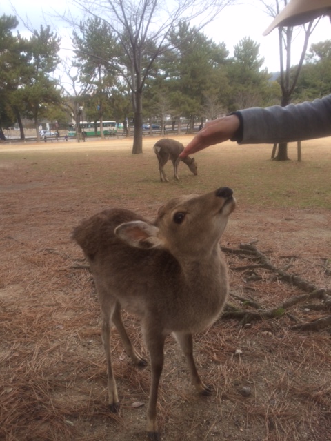 写真 1 (2) (480x640)